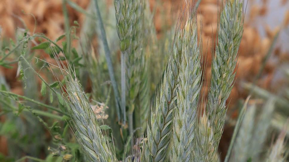 Вырастить качественные зерновые в Прикамье, по мнению экспертов, достаточно проблематично