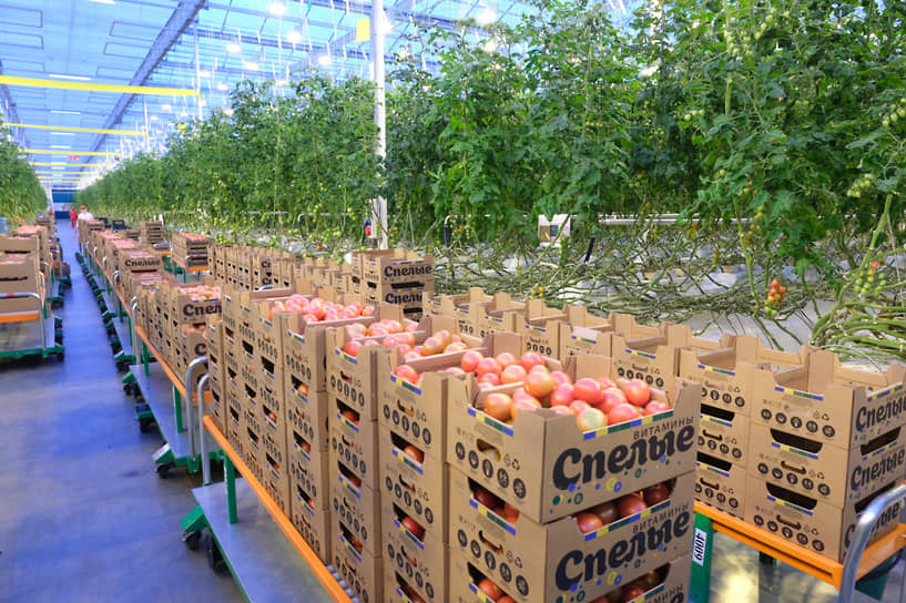 Тепличный комплекс «Пермский» ежегодно производит 22,5 тыс. тонн овощей