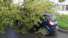 Ураган в Петербурге повалил более 40 деревьев