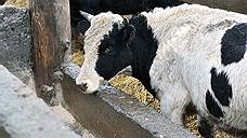 В строительство двух молочных ферм в Ленобласти инвестируют 2,3 млрд рублей