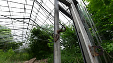 Оранжереи Таврического сада реконструируют до июля 2025 года
