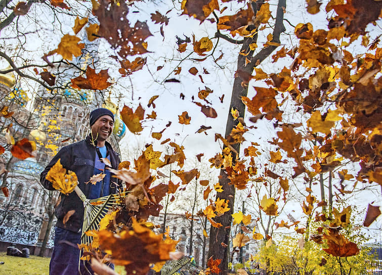 Сотрудник коммунальных служб города во время уборки опавшей листвы с деревьев в Михайловском парке