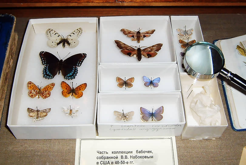 Часть коллекции бабочек, собранной Владимиром Набоковым в США в 1940–1950-х