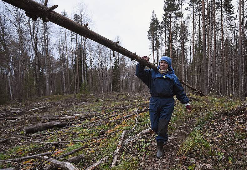 Доля лесного комплекса в ВВП России в настоящий момент составляет всего 0,8%