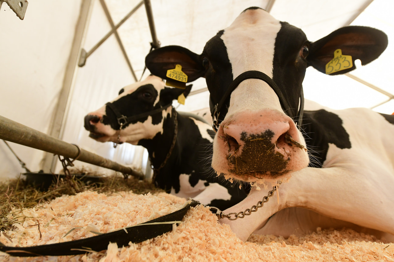 В молочном скотоводстве России Ленобласть занимает второе место по уровню молочной продуктивности