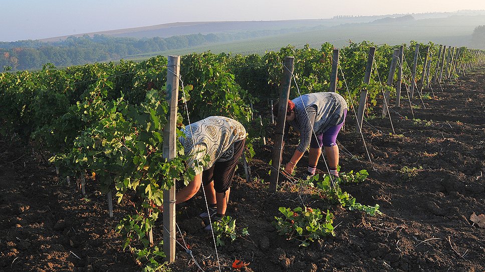 Виноградники «Мысхако» пока не  вызывают интереса у потенциальных покупателей
