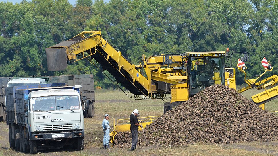 В этом году агрохозяйства не будут поставлять сахарную свеклу заводу в Тимашевске
