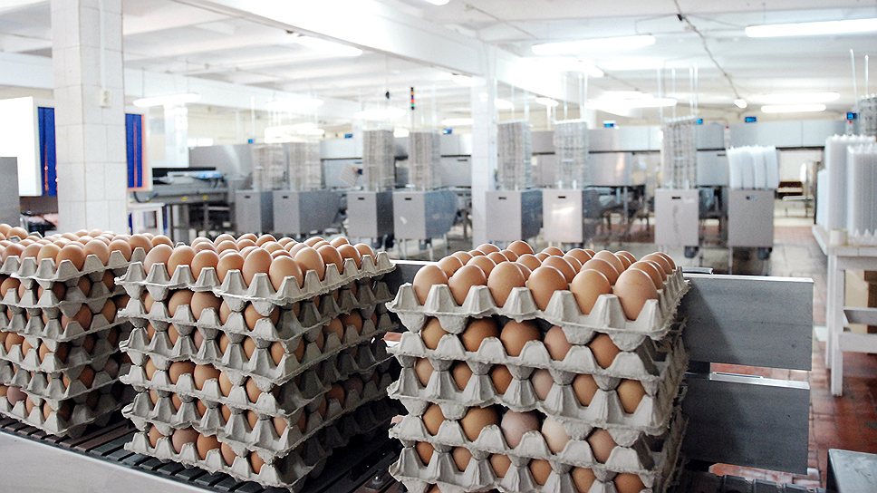 Производство яиц на Кубани превышает физиологическую норму потребления
