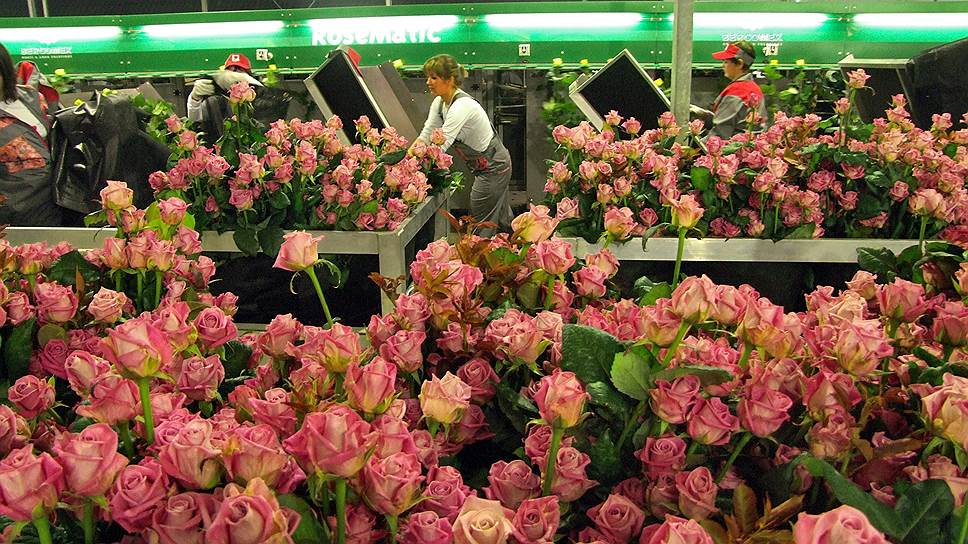 Кубань сможет закрыть до 30% объема дефицита российского рынка цветов.