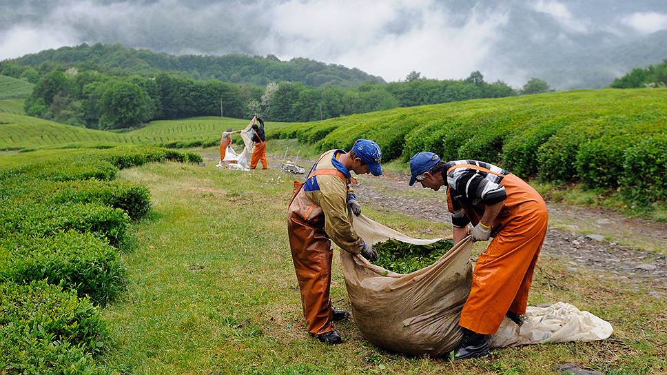 Из 2,8 тыс. га выделенных под чайные плантации федеральных земель 1,65 тыс. га не используются.