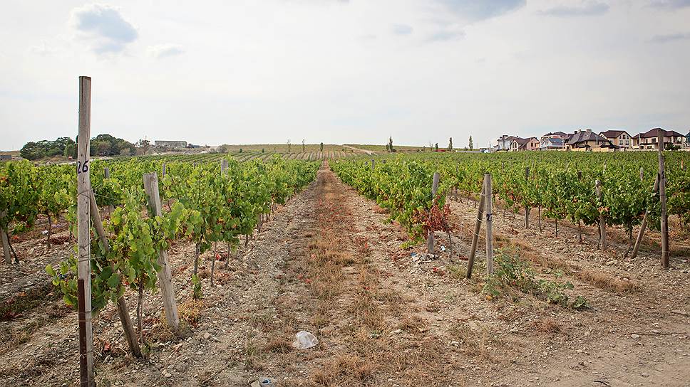 Крупный производитель вина может увеличить свои виноградные угодья еще на 1,5 тыс. га
