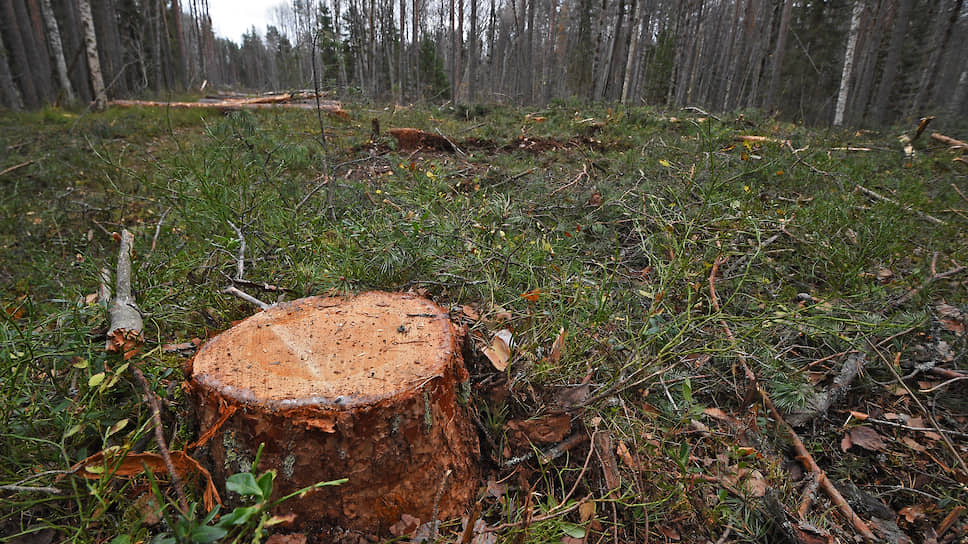 Единственным способом защиты лесного фонда остаются санитарные рубки