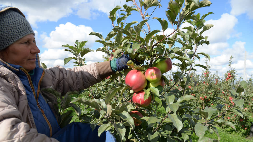 Дефицит местных яблок может вновь привести к увеличению импорта 