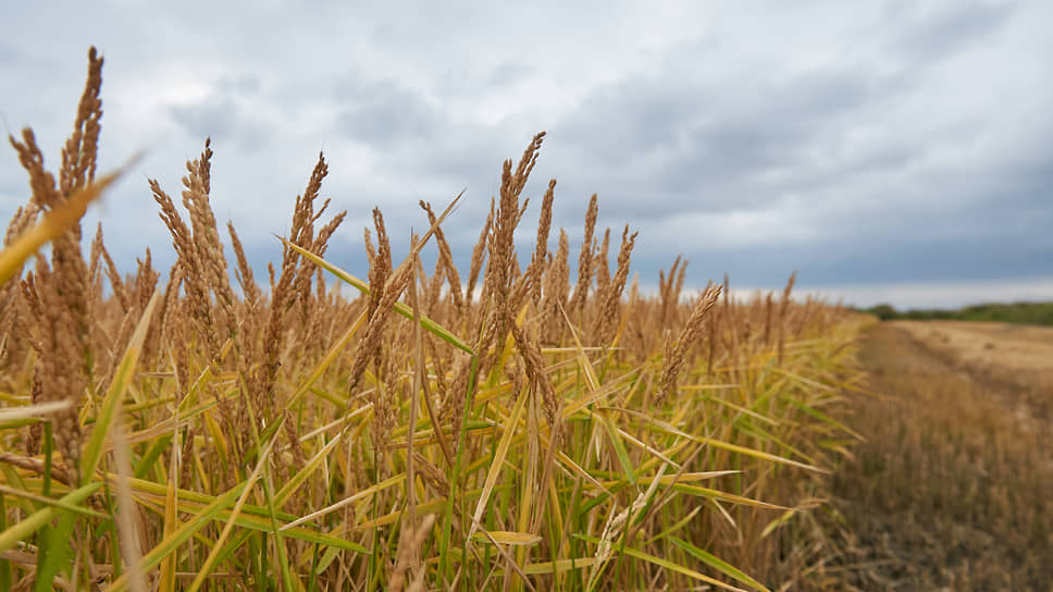 Ежегодно на Кубани образуется до 250 тыс. тонн рисовой шелухи