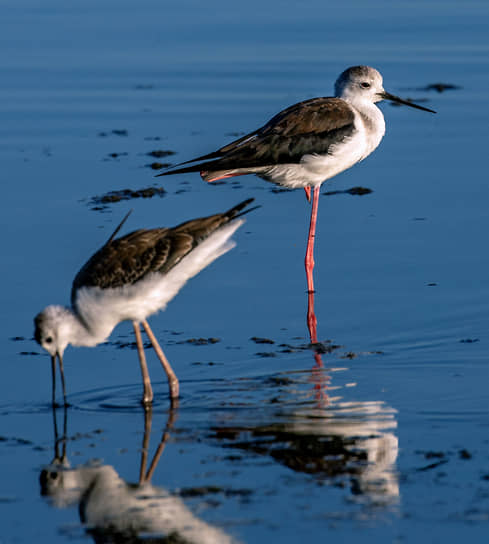 Парк может потерять 26 га территории обитания редких птиц