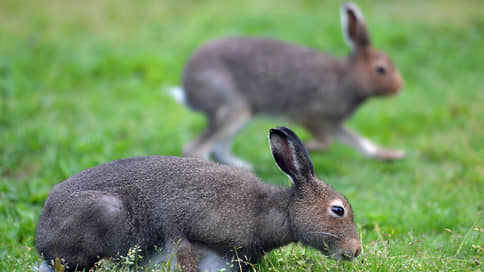 Кладбище диких животных // В Ростовской области расследуют обстоятельства массовой гибели зайцев