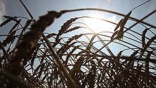 Запасы зерна в Ростовской области увеличились на 44,2%