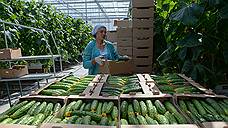 Кубань производит десятую часть российских тепличных овощей