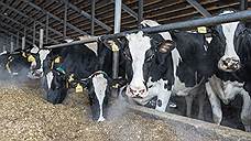 Из бюджета Ростовской области выделили 190 млн на поддержку молочного животноводства