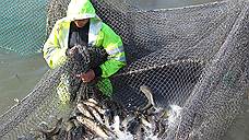 На развитие донской рыбной отрасли направят 38,5 млн рублей