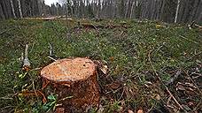 Жителя Кисловодска будут судить за вырубку деревьев на 12 млн рублей