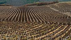 В Ставропольском крае выделят 73 млн рублей на развитие виноградников