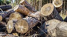 Ставропольчанина обвиняют в незаконной вырубке деревьев на сумму 1,1 млн рублей
