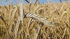 В Ростовской области на 18% выросло количество заготовленного зерна