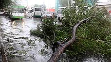 В Ростове из-за непогоды за сутки упало 82 дерева