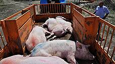 В Ростовской области выявили заражение африканской чумой свиней