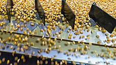 ООО «Агросид» до конца года выведет на проектную мощность завод по производству семян