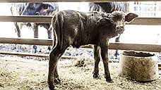 В зоопарке Ростова родился азиатский буйвол