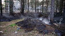 На месте пожара в Усть-Донецком районе Ростовской области появится лесной питомник