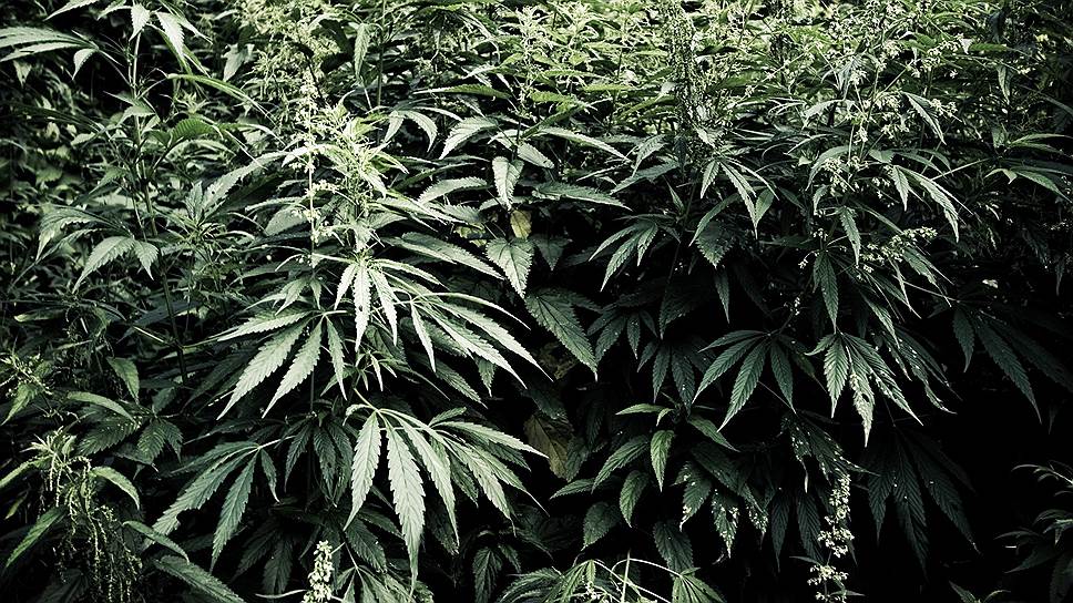 Конопля в ставропольском крае купить в париже марихуану