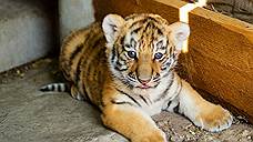 В Ростовском зоопарке родился амурский тигренок