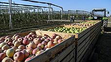 В новый фруктовый сад в Ставропольском крае вложат более 1,5 млрд рублей