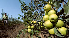 Урожайность яблоневых садов на Ставрополье выросла на 20%