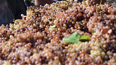 Урожайность винограда на Ставрополье выросла на 24% к прошлому году