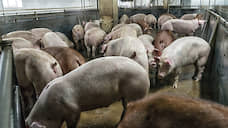 В селе Ставрополья всех свиней уничтожат из-за АЧС