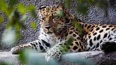 В Анапе возбуждено дело о незаконном содержании в зоопарке леопарда