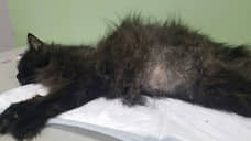 В Ростове у бездомной кошки обнаружили осложнение после коронавируса