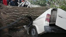 В Ростовской области упавшим на автомобиль деревом убило двух человек