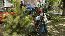 В Ростове высадили более 660 деревьев