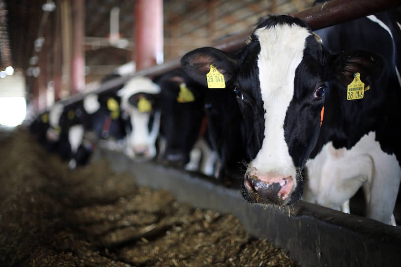 В планах «СКВО» — увеличить поголовье дойных коров до 2 тыс. голов и нарастить  объем производства молока до 15 тыс. тонн в год