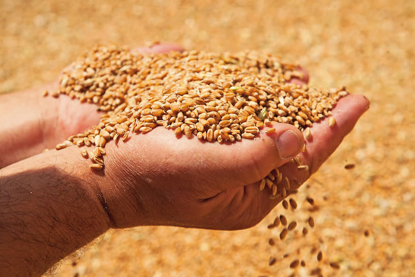 Пшеница занимает 50% посевной площади «СКВО» и является главной экспортной культурой хозяйства