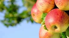 Агрохолдинг «СТЕПЬ» более чем вдвое увеличил продажи яблок