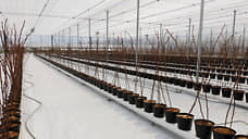 В Крыму при поддержке Сбера запускают тепличный комплекс для выращивания малины и клубники