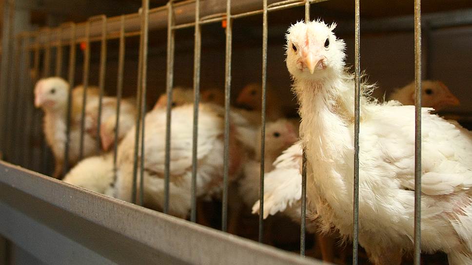 Сергиевская птицефабрика потеряла инвестора, и теперь будущее предприятия туманно