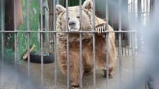 Зоопарк выселяют из Самары