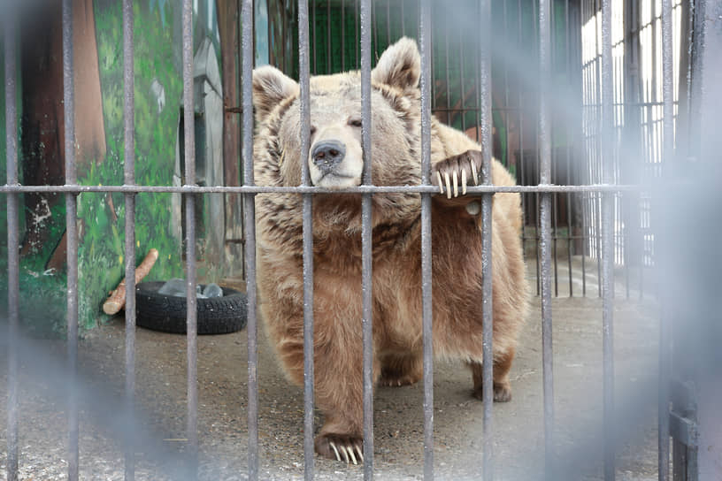 Идея перенести Самарский зоопарк в Южный город появилась еще в 2017 году, когда регионом руководил Николай Меркушкин